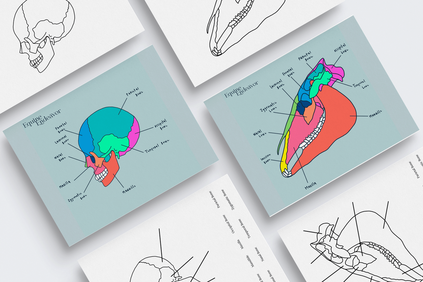 Full Comparative Anatomy Series Bundle