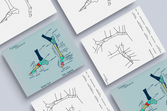 Foot & Hindlimb Comparative Anatomy Series Illustrations & Worksheets