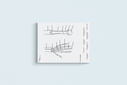 Hand & Forelimb Comparative Anatomy Series Illustrations & Worksheets
