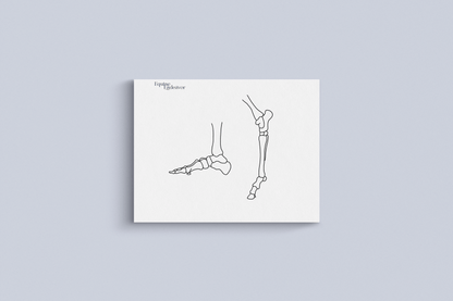 Foot & Hindlimb Comparative Anatomy Series Illustrations & Worksheets