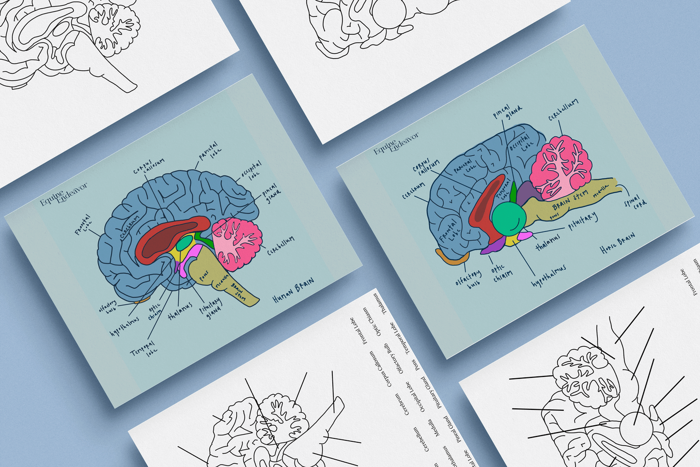 Equine & Human Brain Comparative Series