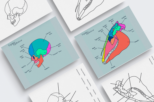 Equine & Human Skull Comparative Anatomy Series Illustrations & Worksheets