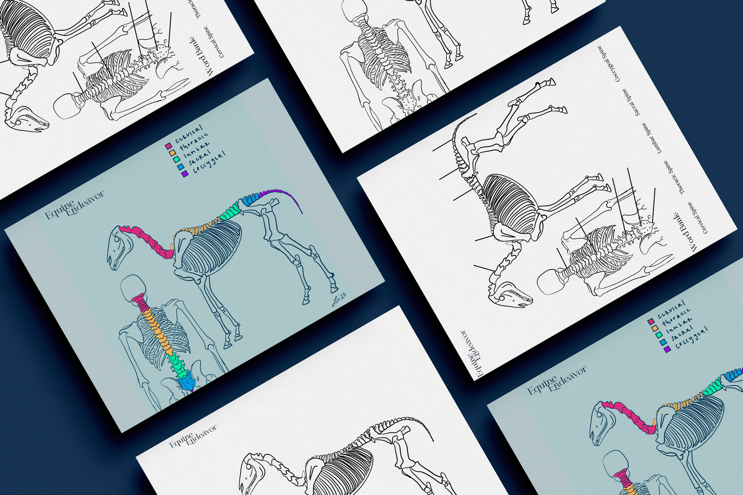 Equine & Human Skeleton Comparative Anatomy Series Illustrations & Worksheets