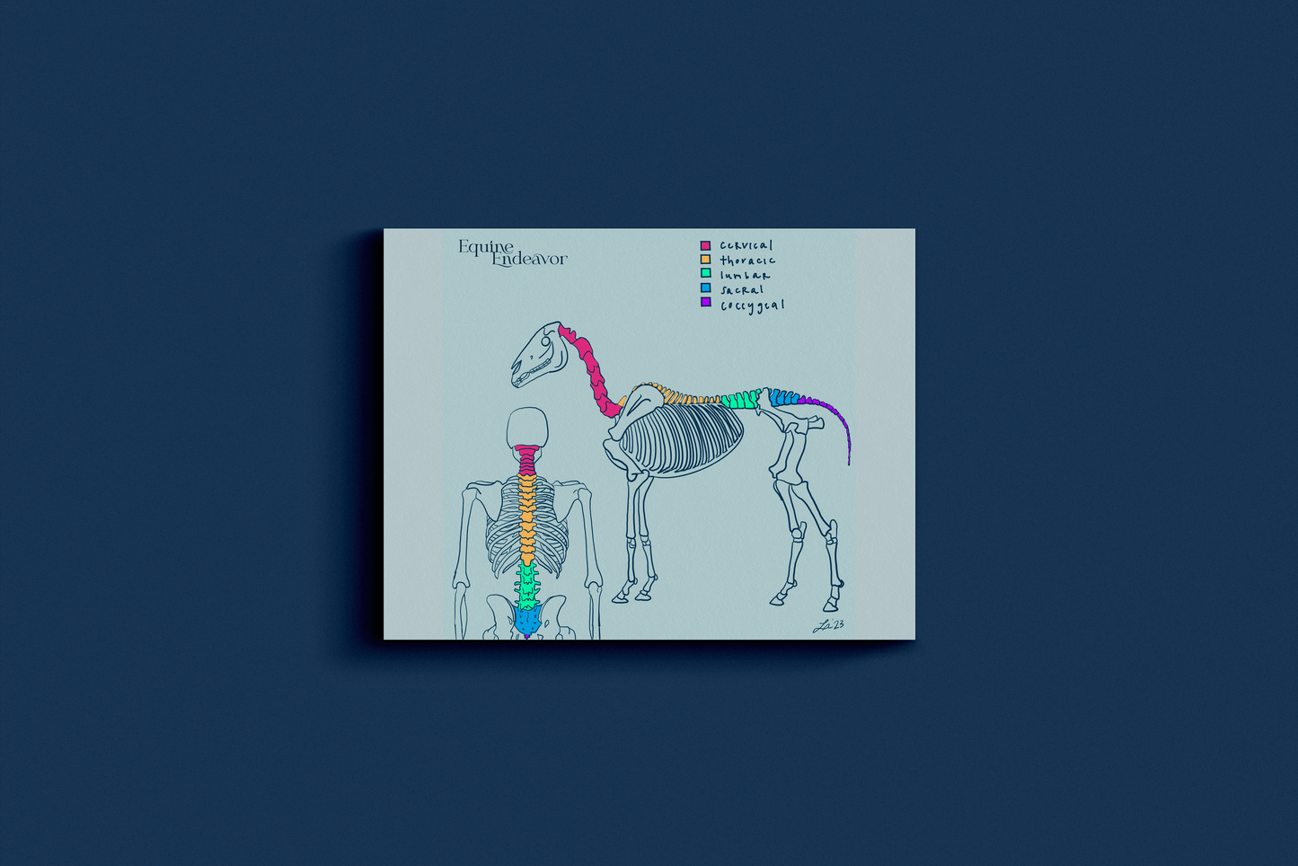 Equine & Human Skeleton Comparative Anatomy Series Illustrations & Worksheets